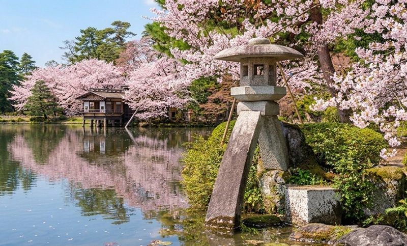 金沢・兼六園の霞ヶ池に枝垂れ桜が映える春の風景。石灯籠と満開の桜