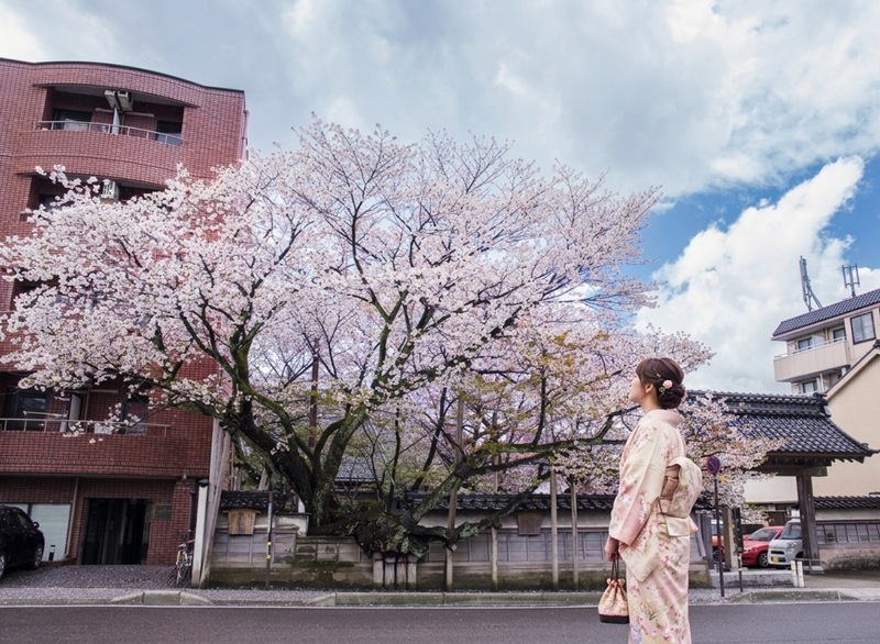 金沢・寺町の松月寺に咲く推定樹齢400年の御衣黄桜。国天然記念物の巨木と着物姿の女性